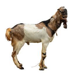 Jual Kambing Kurban 2025