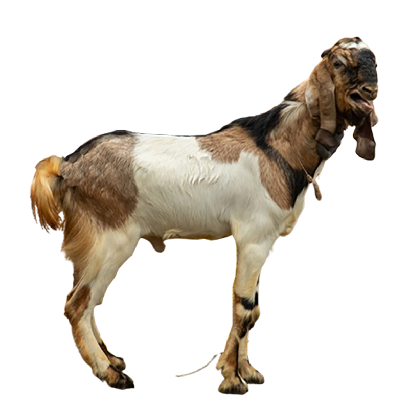 Jual Kambing Kurban 2025 Jual Kambing Kurban 2025