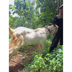 Jual Kambing Kurban 2025 SoloRaya – Kambing Sehat & Siap Qurban