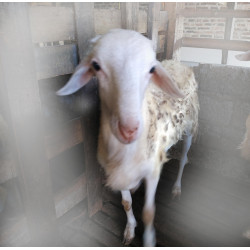 qurban domba promo