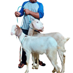 Kambing Qurban Terbaik – Free Ongkir