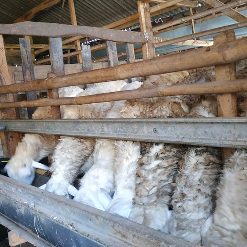 domba qurban