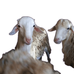 domba qurban solo