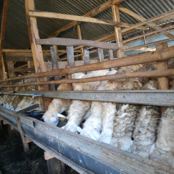 Qurban Domba Terbaik – Penyaluran ke Pesantren & Dhuafa