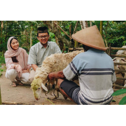 domba qurban online