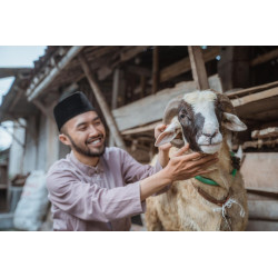 Qurban Domba Terbaik – Penyaluran ke Pesantren & Dhuafa