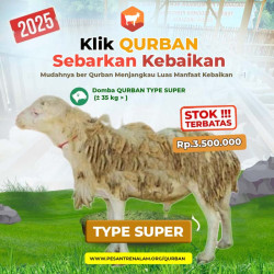domba qurban super terbaik