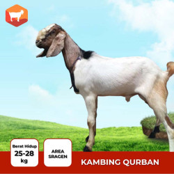 kambing qurban
