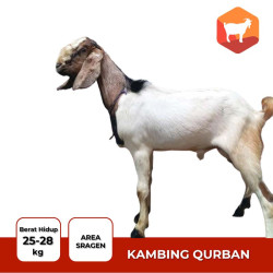 kambing kurban murah