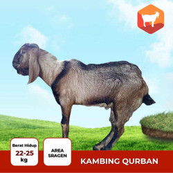 Jual Kambing Qurban 2025 Type Standar – Kambing Sehat & Siap Kirim