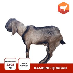 kambing qurban promo