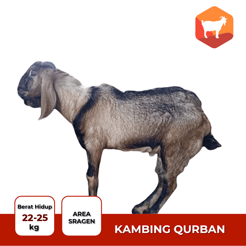 kambing qurban promo kambing qurban promo