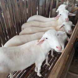 qurban online