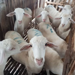 qurban online