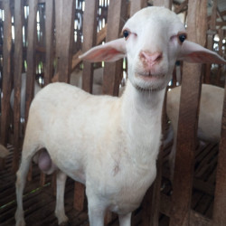 Qurban Domba Terbaik – Penyaluran ke Pesantren & Dhuafa