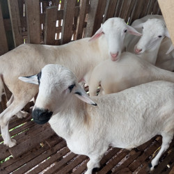 Qurban Domba Terbaik – Penyaluran ke Pesantren & Dhuafa