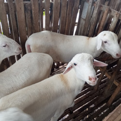 Qurban Domba Terbaik – Penyaluran ke Pesantren & Dhuafa