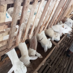 Qurban Domba Terbaik – Penyaluran ke Pesantren & Dhuafa