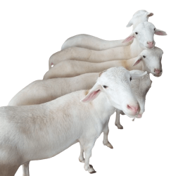 Qurban Domba Promo Murah 2025 – Amanah & Sesuai Syariat