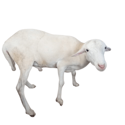 Jual Domba Qurban Jantan-Sudah di Cukur Bersih
