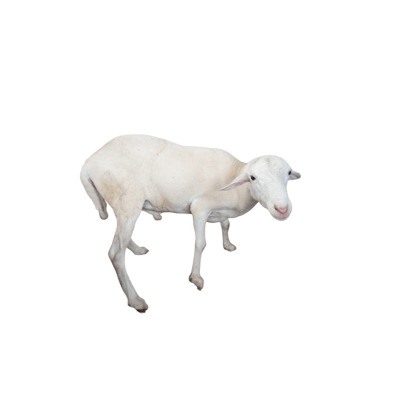 Jual Domba Qurban Jantan-Sudah di Cukur Bersih