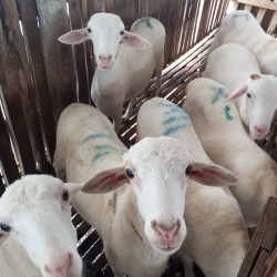 Jual Domba Qurban Jantan-Sudah di Cukur Bersih