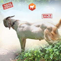 Kambing Qurban Super