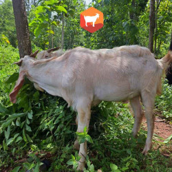 Kambing Qurban Super