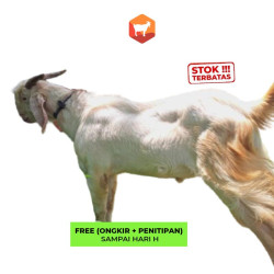 Kambing Qurban Super