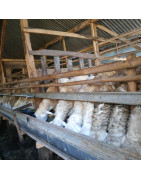 Domba Qurban Terbaik dan Sehat untuk Idul Adha 2025