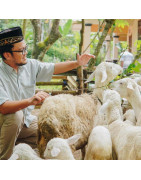 Peternakan Kambing Terpercaya - Kambing Sehat & Berkualitas